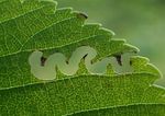 Aproceros leucopoda